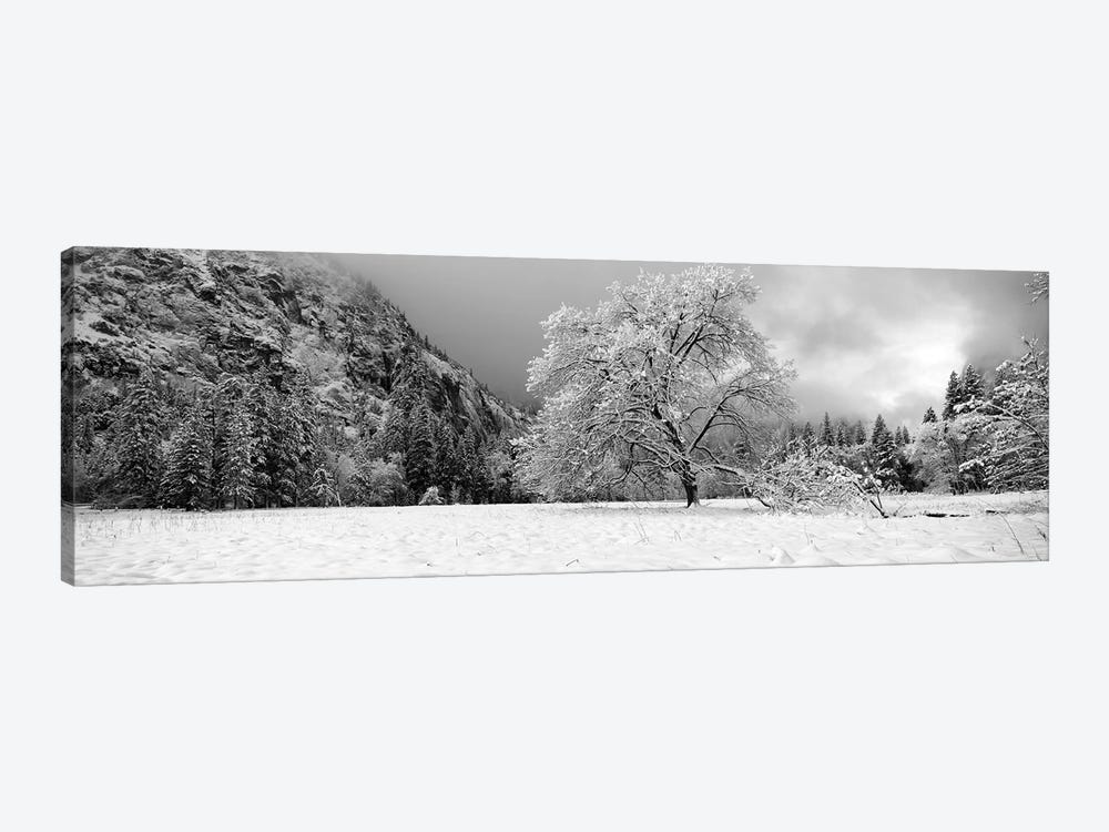 Snow Covered Oak Tree In A Valley, Yosemite National Park, California, USA by Panoramic Images 1-piece Canvas Art