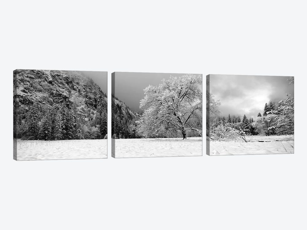 Snow Covered Oak Tree In A Valley, Yosemite National Park, California, USA by Panoramic Images 3-piece Canvas Wall Art