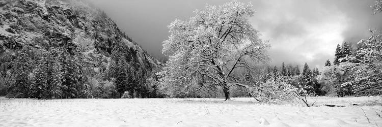 Snow Covered Oak Tree In A Valley, Yosemite National Park, California, USA