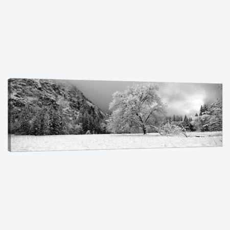 Snow Covered Oak Tree In A Valley, Yosemite National Park, California, USA Canvas Print #PIM15230} by Panoramic Images Art Print