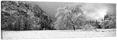 Snow Covered Oak Tree In A Valley, Yosemite National Park, California, USA Canvas Art Print - Yosemite National Park Art