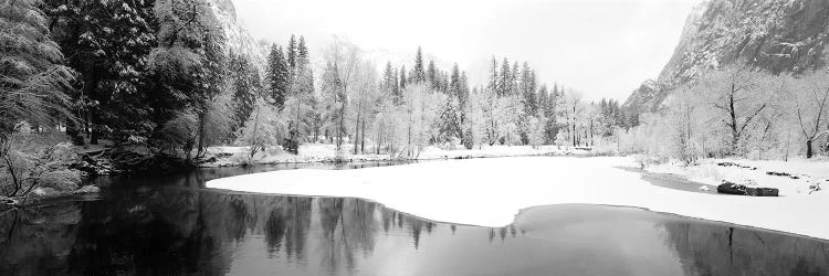 Snow Covered Trees In A Forest, Yosemite National Park, California, USA