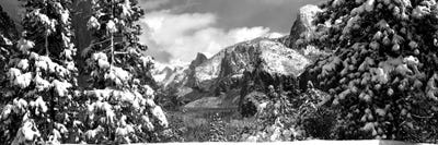 Snowy Trees In Winter, Yosemite Valley, Yosemite National Park, California, USA by Panoramic Images canvas print