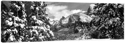 Snowy Trees In Winter, Yosemite Valley, Yosemite National Park, California, USA Canvas Art Print - Yosemite National Park Art
