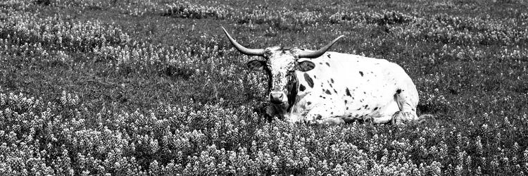 Texas Longhorn Cow Sitting On A Field, Hill County, Texas, USA