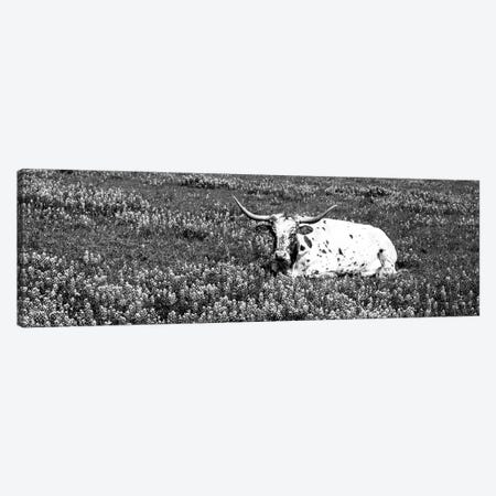 Texas Longhorn Cow Sitting On A Field, Hill County, Texas, USA Canvas Print #PIM15253} by Panoramic Images Art Print