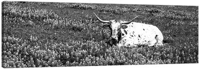 Texas Longhorn Cow Sitting On A Field, Hill County, Texas, USA Canvas Art Print - Bluebonnet Art