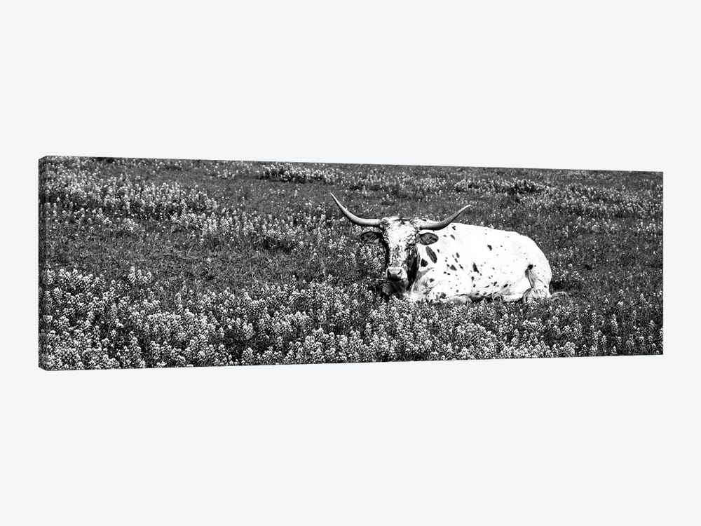 Texas Longhorn Cow Sitting On A Field, Hill County, Texas, USA by Panoramic Images 1-piece Canvas Print