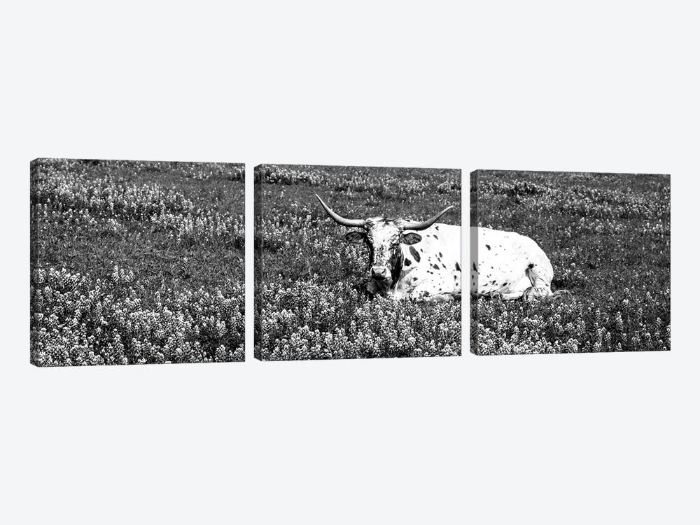 Texas Longhorn Cow Sitting On A Field, Hill County, Texas, USA by Panoramic Images 3-piece Art Print