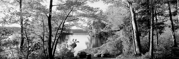 Trees At The Lakeside, Great Sacandaga Lake, Adirondack Mountains, New York State, USA