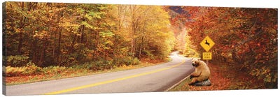 Autumn Road With Bear At Deer Crossing Sign, VT, USA Canvas Art Print - Vermont