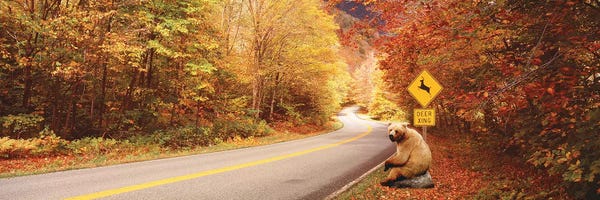 Autumn Road With Bear At Deer Crossing Sign, VT, USA