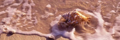 Conch Shell On The Beach, Grand Cayman, Cayman Islands,  by Panoramic Images acrylic art print