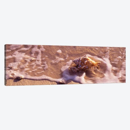 Conch Shell On The Beach, Grand Cayman, Cayman Islands,  Canvas Print #PIM15271} by Panoramic Images Canvas Art Print