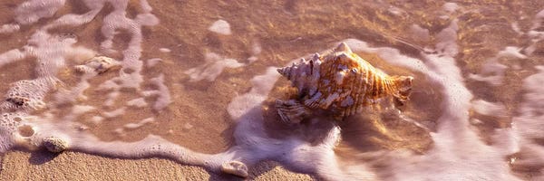 Water Close-Ups: Conch Shell On The Beach, Grand Cayman, Cayman Islands,  by Panoramic Images