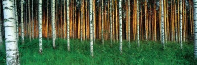 Birch Trees, Saimaa, Lakelands, Finland by Panoramic Images multi panel art