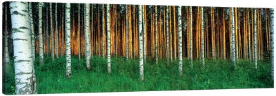 Birch Trees, Saimaa, Lakelands, Finland Canvas Art Print - Birch Tree Art