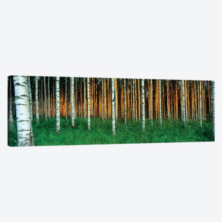 Birch Trees, Saimaa, Lakelands, Finland Canvas Print #PIM15280} by Panoramic Images Canvas Wall Art