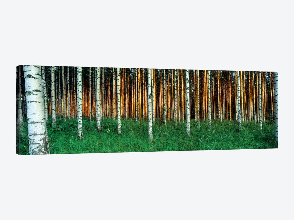 Birch Trees, Saimaa, Lakelands, Finland by Panoramic Images 1-piece Art Print