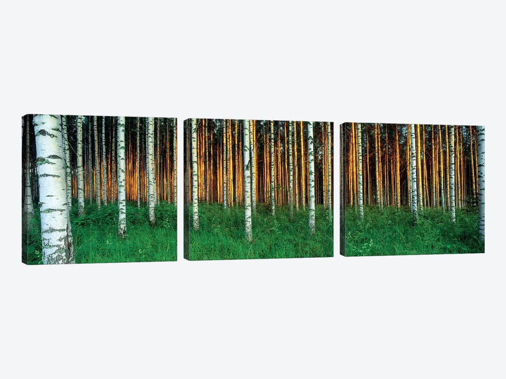 Birch Trees, Saimaa, Lakelands, Finland by Panoramic Images 3-piece Canvas Art Print