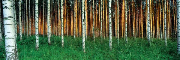 Birch Trees: Birch Trees, Saimaa, Lakelands, Finland by Panoramic Images