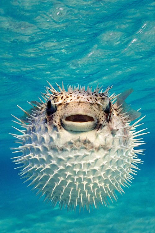 Close-Up Of A Puffer Fish, Bahamas