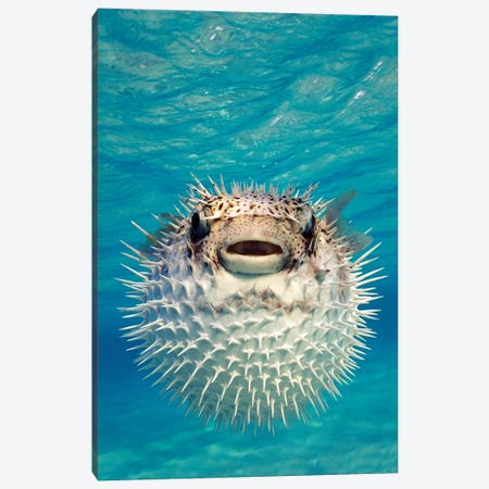 Close-Up Of A Puffer Fish, Bahamas Canvas Print #PIM15287} by Panoramic Images Art Print