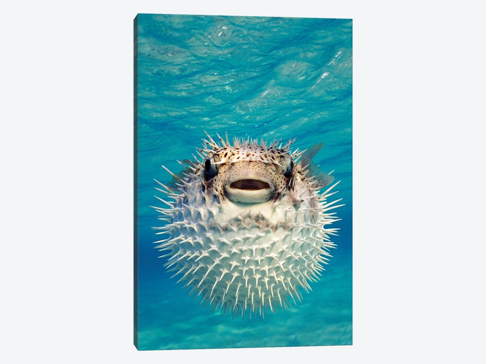 Close-Up Of A Puffer Fish, Bahamas by Panoramic Images 1-piece Canvas Artwork