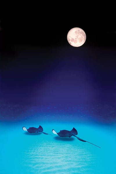 Rays: Southern Stingrays Grand Caymans by Panoramic Images