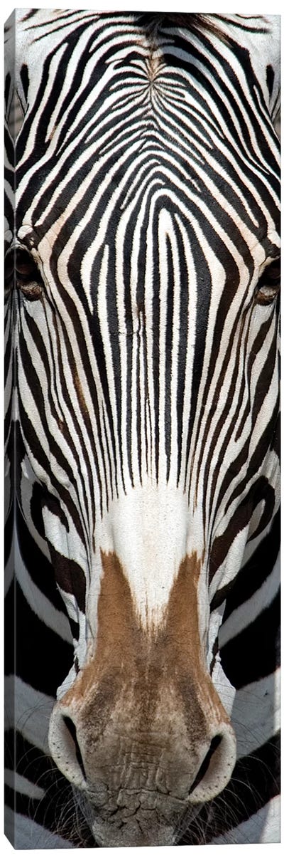Grevey's Zebra, Samburu National Reserve, Kenya Canvas Art Print - Zebra Art