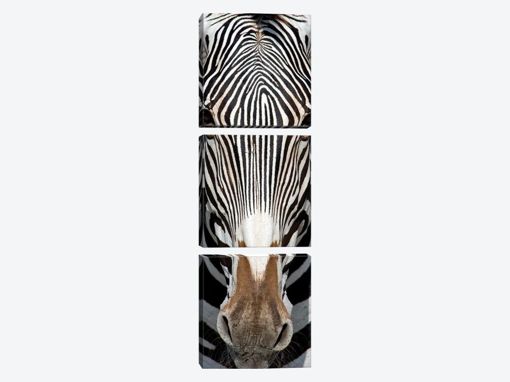 Grevey's Zebra, Samburu National Reserve, Kenya by Panoramic Images 3-piece Art Print