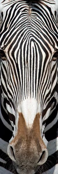 Zebras: Grevey's Zebra, Samburu National Reserve, Kenya by Panoramic Images