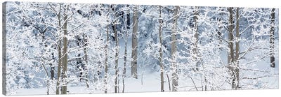 Aspen Trees Covered With Snow, Taos County, NM, USA Canvas Art Print - Best Selling Panoramics