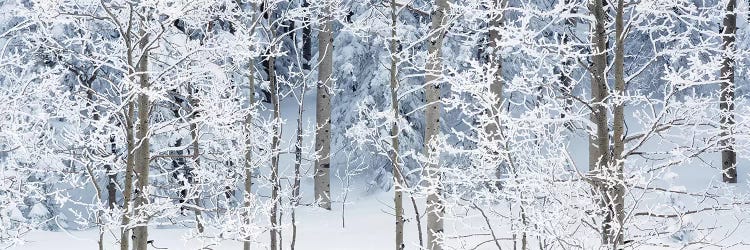 Aspen Trees Covered With Snow, Taos County, NM, USA