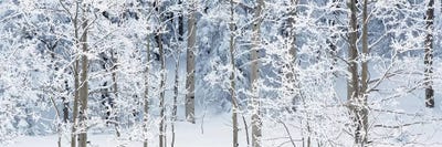 Aspen Trees