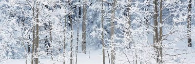 Aspen Trees