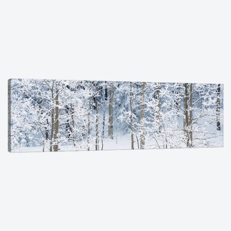 Aspen Trees Covered With Snow, Taos County, NM, USA Canvas Print #PIM15297} by Panoramic Images Canvas Art