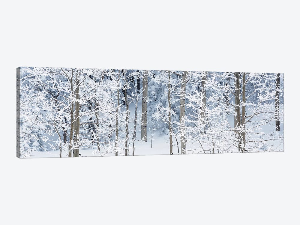 Aspen Trees Covered With Snow, Taos County, NM, USA by Panoramic Images 1-piece Canvas Art Print