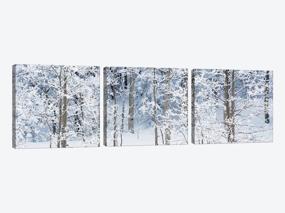 Aspen Trees Covered With Snow, Taos County, NM, USA by Panoramic Images 3-piece Canvas Art Print