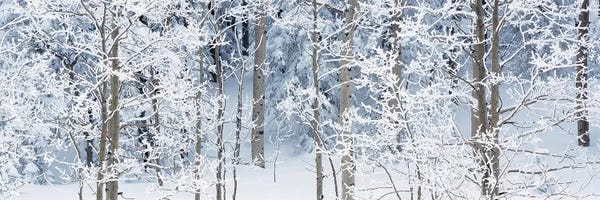 Large Floral & Botanical Art - Canvas Prints: Aspen Trees Covered With Snow, Taos County, NM, USA by Panoramic Images