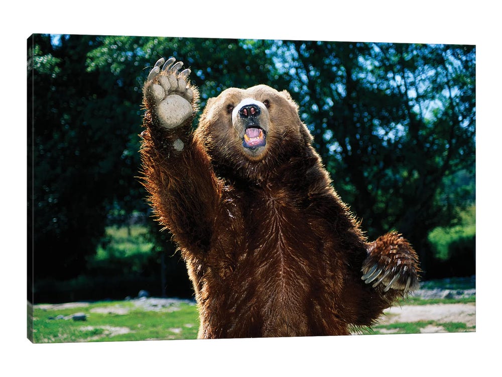 Grizzly Bear On Hind Legs Canvas Wall Art
