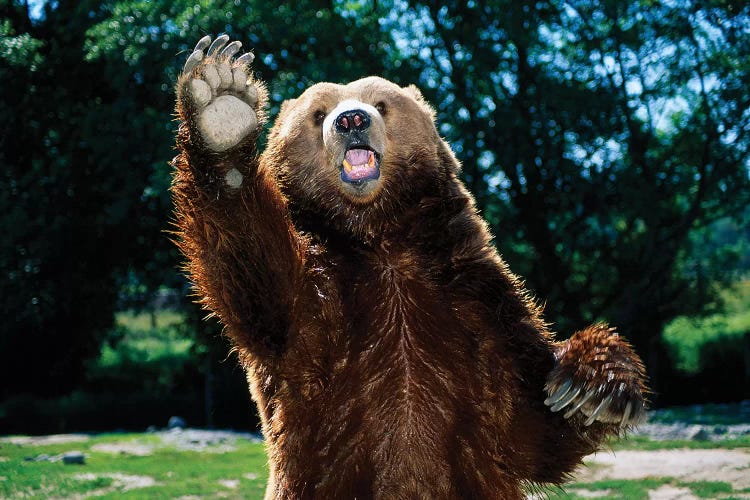 Grizzly Bear On Hind Legs