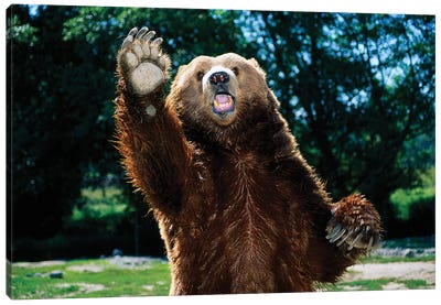 Grizzly Bear On Hind Legs Canvas Art Print - Grizzly Bear Art