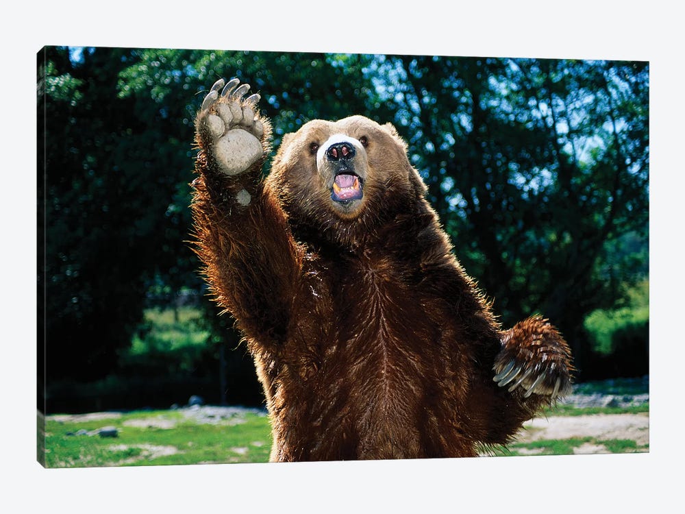 Grizzly Bear On Hind Legs by Panoramic Images 1-piece Canvas Art