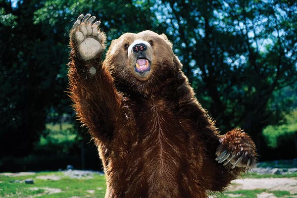 Grizzly Bear On Hind Legs