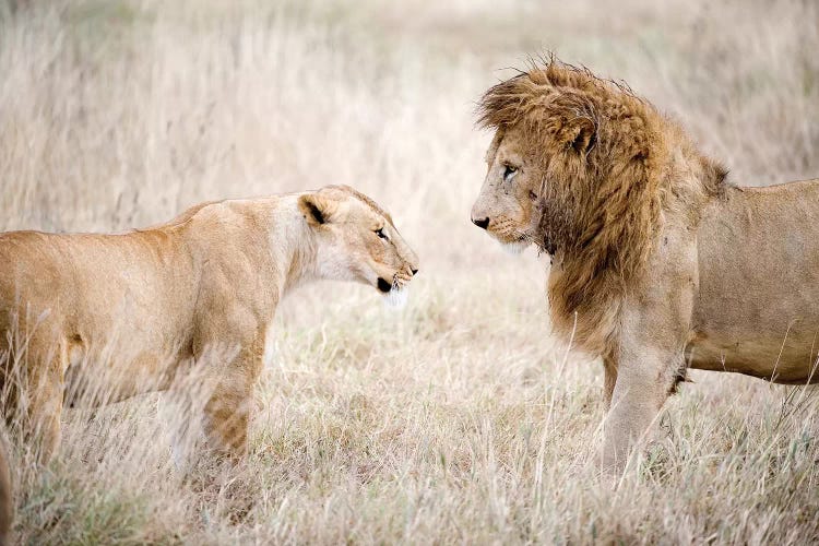 Lion And A Lioness Standing Face To Face In A Forest, Ngorongoro Crater, Ngorongoro, Tanzania