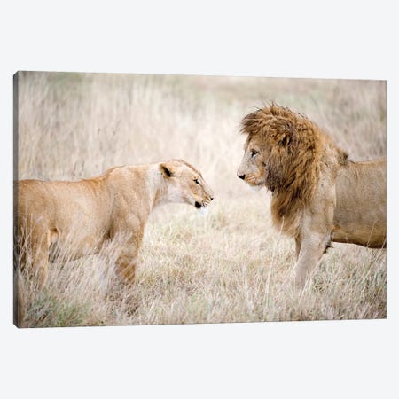 Lion And A Lioness Standing Face To Face In A Forest, Ngorongoro Crater, Ngorongoro, Tanzania Canvas Print #PIM15303} by Panoramic Images Art Print