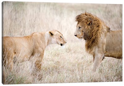 Lion And A Lioness Standing Face To Face In A Forest, Ngorongoro Crater, Ngorongoro, Tanzania Canvas Art Print - Tanzania
