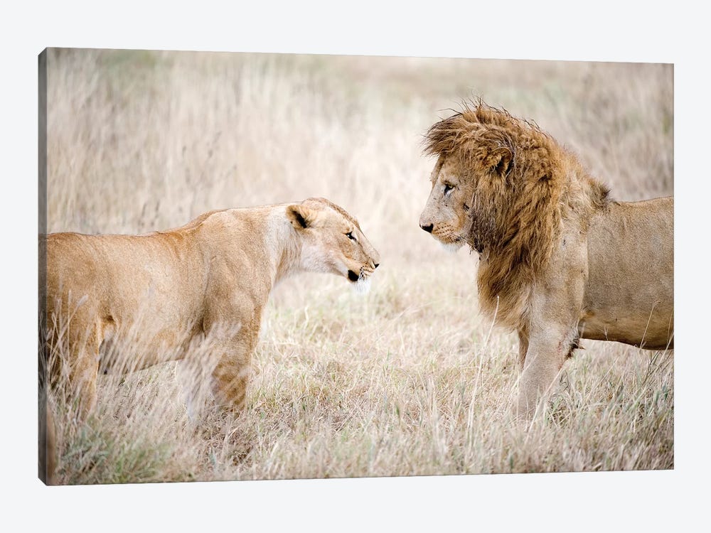 Lion And A Lioness Standing Face To Face In A Forest, Ngorongoro Crater, Ngorongoro, Tanzania by Panoramic Images 1-piece Canvas Art Print