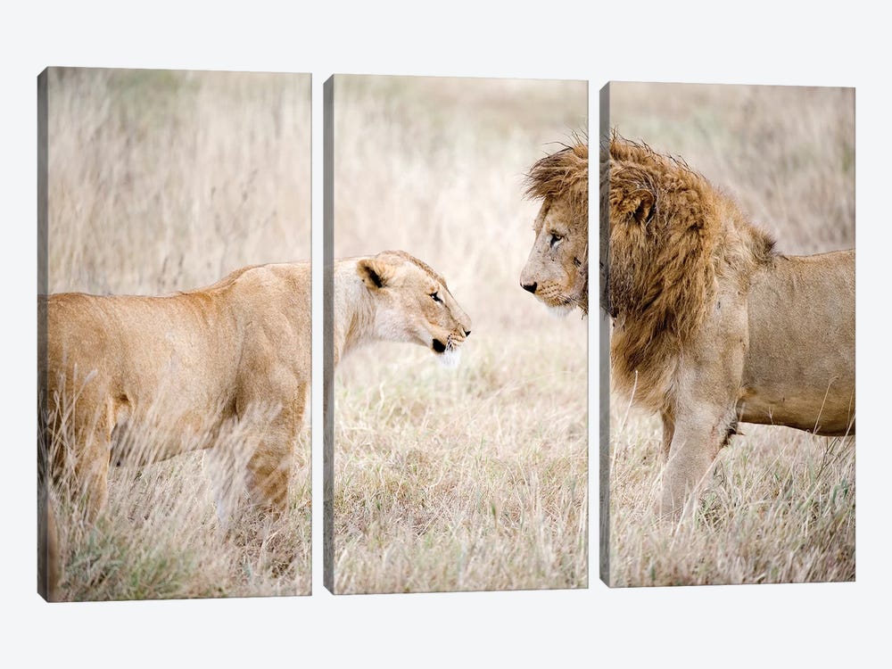 Lion And A Lioness Standing Face To Face In A Forest, Ngorongoro Crater, Ngorongoro, Tanzania 3-piece Canvas Print